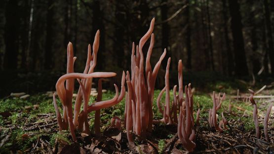 Mushrooms by Liu Yujia contemporary artwork Moving Image