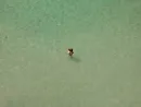 Untitled November 11 2012 1226 PM The Kiss 2 by Richard Misrach contemporary artwork Print