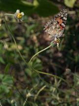Painted Lady Butterfly on a Tridax Daisy Cote dIvoire by Lucas Foglia contemporary artwork print