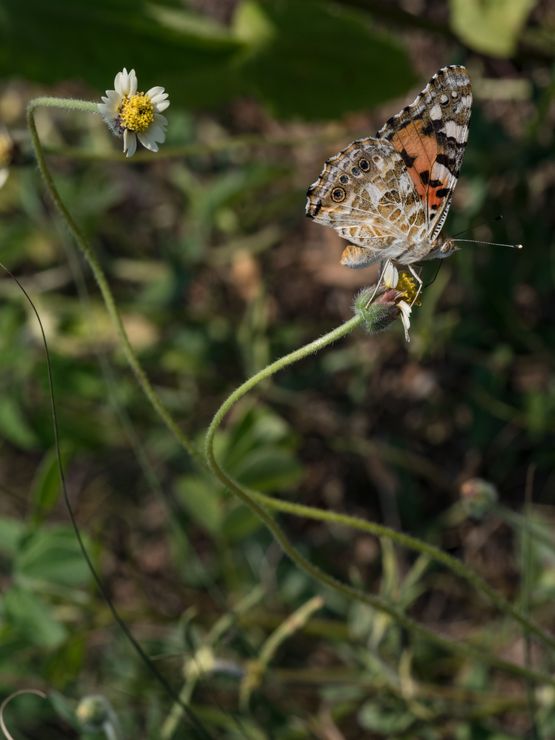 Painted Lady Butterfly on a Tridax Daisy Cote dIvoire by Lucas Foglia contemporary artwork Print