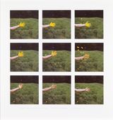 Iris Petals Held to My Hand With Spit  Shook Off  Slate House Loch Dumfriesshire by Andy Goldsworthy contemporary artwork photography print