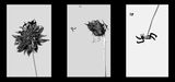 Four Seasons Falling FlowersDrifting Clouds V.2 by Hung Keung contemporary artwork installation moving image