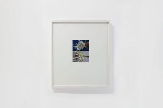Palm Palm by Gabriel Orozco contemporary artwork Photography