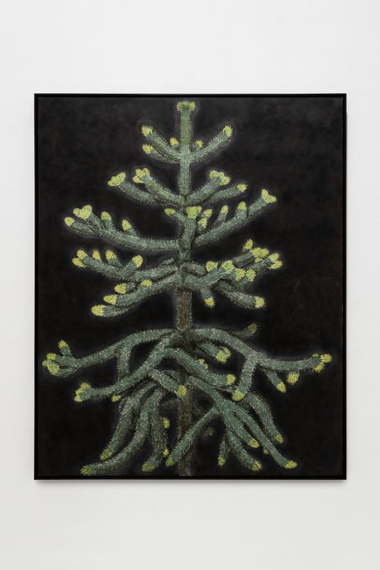 A monkey puzzle tree with new growth by Andrew Sim contemporary artwork Works on Paper