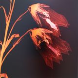 Leave by Angelika Krinzinger contemporary artwork photography