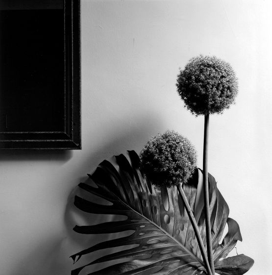 Flower by Robert Mapplethorpe contemporary artwork Photography