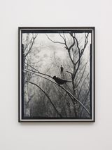 Jackdaw by Gerard Byrne contemporary artwork photography print