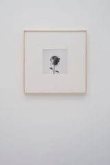 Rose. by Ivan Franco Fraga contemporary artwork drawing
