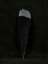 William Colenso Huia Feather MTG Hawkes Bay by Fiona Pardington contemporary artwork print