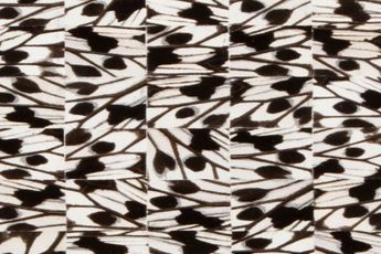 Contemporary art exhibition Gabriel de la Mora Lepidoptera at Perrotin New York United States