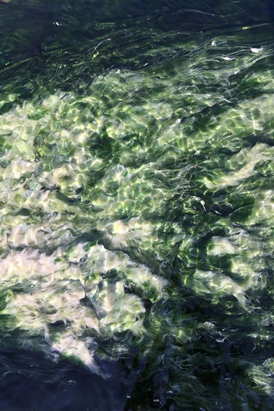 Untitled from the series WATER by Jitka Hanzlova contemporary artwork Photography