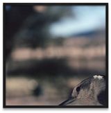 N 577 Fevrier Mars 2008 by Jean-Luc Mylayne contemporary artwork photography print