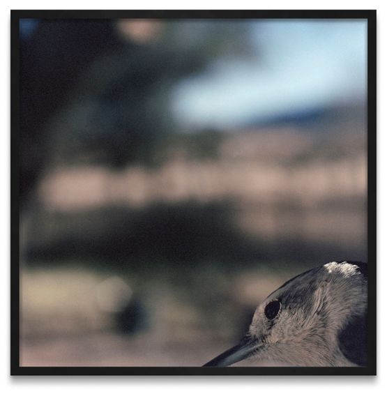 N 577 Fevrier Mars 2008 by Jean-Luc Mylayne contemporary artwork Photography