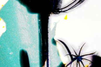 Maximilian Koppernock contemporary artist