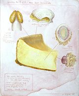 Specimen No. 7 of 9 by Bianca Kennedy contemporary artwork drawing