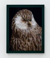 Whekau 2  Laughing owl Ninox albifacies adult male collection of the Museum of New Zealand Te Papa Tongarewa OR. 030061 Te Whanganui-a-Tara Wellington Aotearoa New Zealand by Fiona Pardington contemporary artwork photography