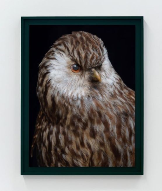Whekau 2  Laughing owl Ninox albifacies adult male collection of the Museum of New Zealand Te Papa Tongarewa OR. 030061 Te Whanganui-a-Tara Wellington Aotearoa New Zealand by Fiona Pardington contemporary artwork Photography