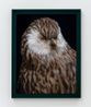 Whekau 2 Laughing owl Ninox albifacies adult male collection of the Museum of New Zealand Te Papa Tongarewa OR. 030061 Te Whanganui-a-Tara Wellington Aotearoa New Zealand by Fiona Pardington contemporary artwork Photography
