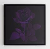 Purple Velvet Rose by Hye Rim Lee contemporary artwork photography print