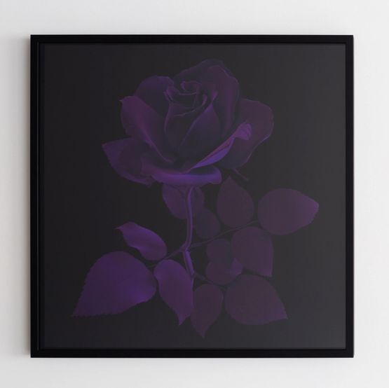 Purple Velvet Rose by Hye Rim Lee contemporary artwork Photography
