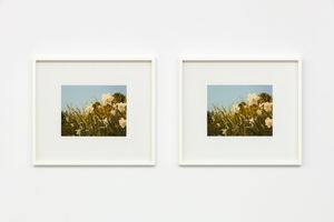Andrew Grassie