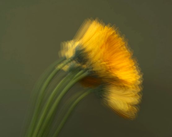 Five Gerberas by Gavin Hipkins contemporary artwork Photography