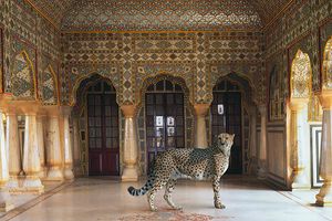 Karen Knorr