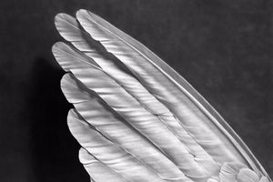 Robert Longo