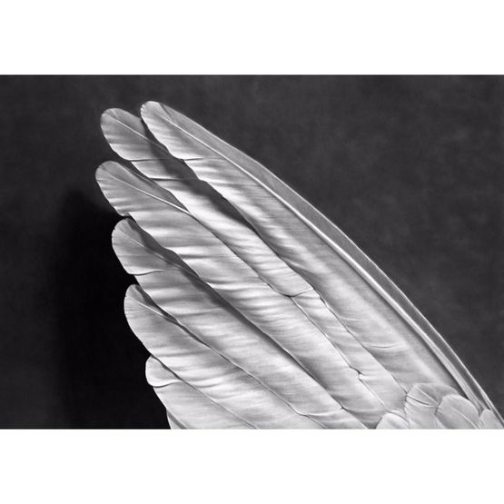 Angels Wing Small Version by Robert Longo contemporary artwork Print