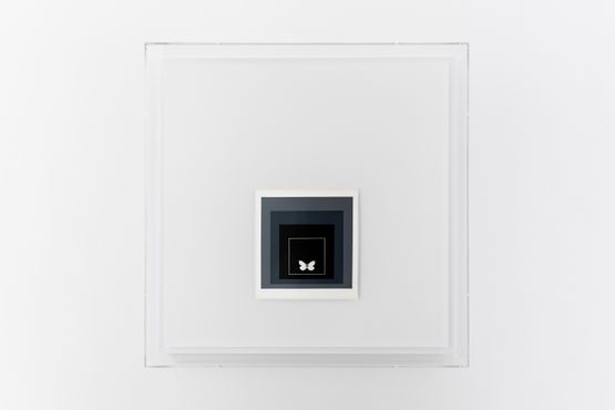 JULY.28 1989 Pieris napi White Line Squares by Henrik Hakansson contemporary artwork Sculpture