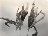Gardenia-Forever by Chu Chu contemporary artwork works on paper