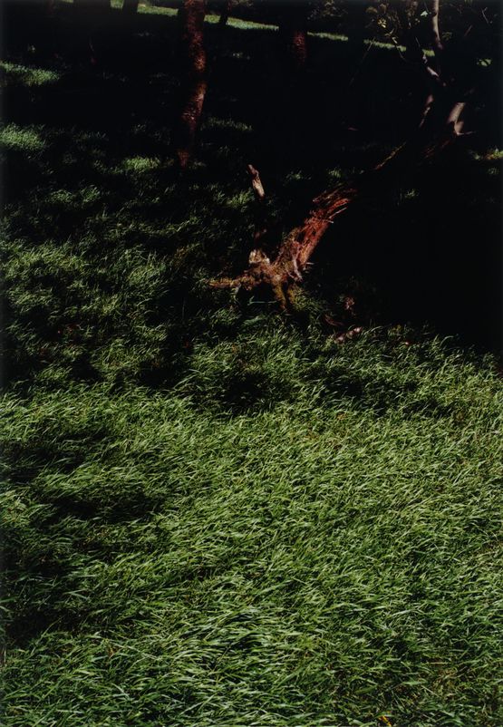 Grove by Samuel Laurence Cunnane contemporary artwork Photography