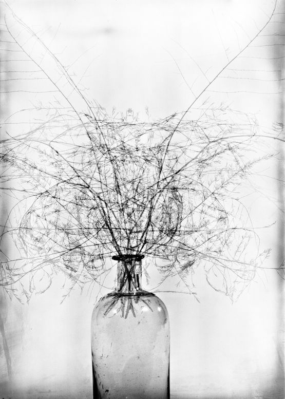 Asparagus by Walter Schels contemporary artwork Photography
