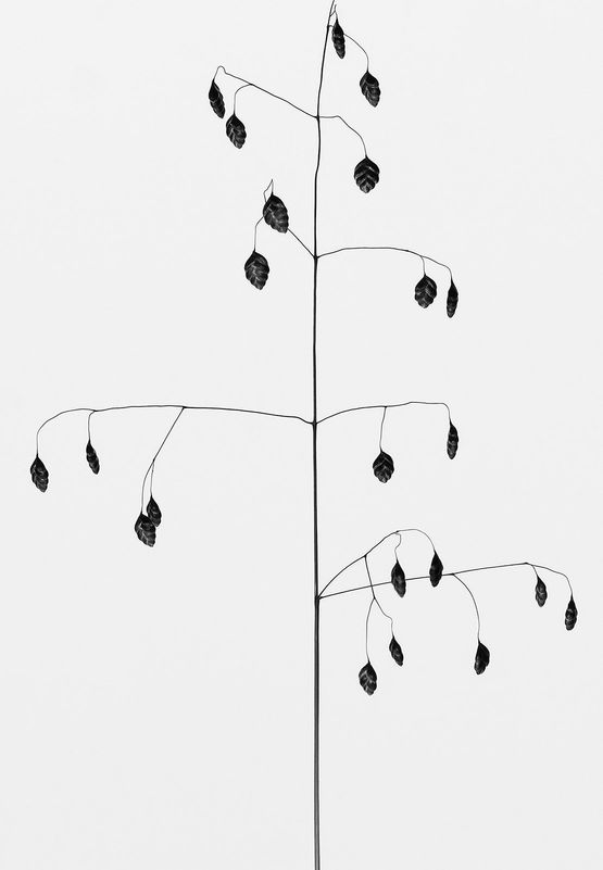 Briza media Gemeines Zittergras by Peter Mathis contemporary artwork Photography