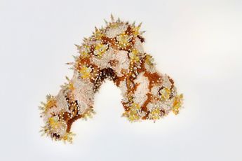 Sahlah Davids contemporary artist