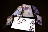 Thousands 2 by Ursula Palla contemporary artwork moving image