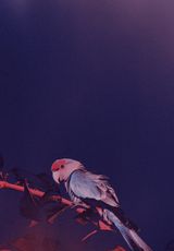 A City Has No Need For the Sun and the Moon I by Robert Zhao Renhui contemporary artwork photography