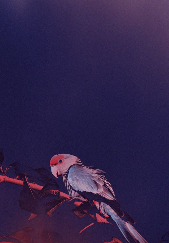 A City Has No Need For the Sun and the Moon I by Robert Zhao Renhui contemporary artwork Photography