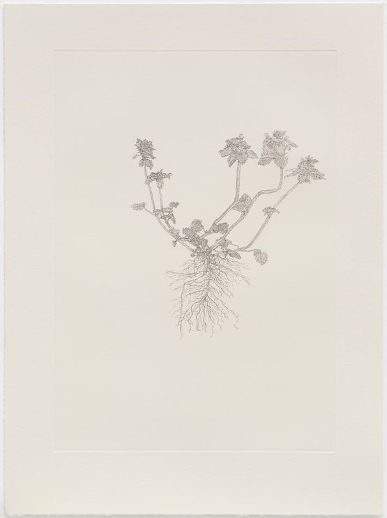 RedPurple Dead-Nettle by Michael Landy contemporary artwork Print