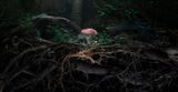 Poetics of Soil Fly Agaric II by Marshmallow Laser Feast contemporary artwork moving image