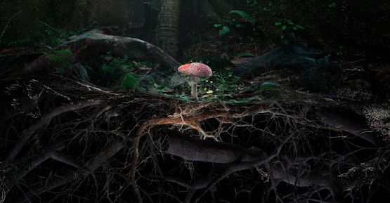 Poetics of Soil Fly Agaric II by Marshmallow Laser Feast contemporary artwork Moving Image