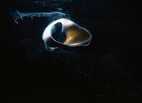 Ryuku II by Joyce Campbell contemporary artwork photography
