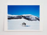 Untitled zebras  by Paola Pivi contemporary artwork print