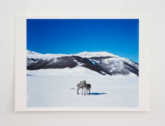 Untitled zebras  by Paola Pivi contemporary artwork Print