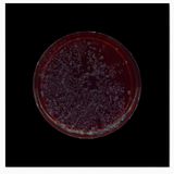 Archive of Dust British Museum Room 18 no.4 by Dane Mitchell contemporary artwork print