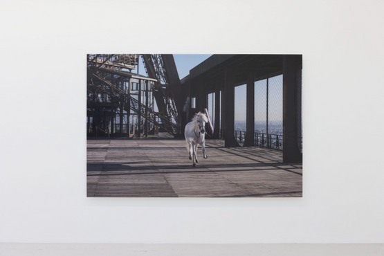 Yee-haw horse by Paola Pivi contemporary artwork Painting