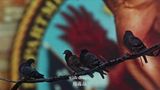 The Homing Pigeon by Cheng Ran contemporary artwork moving image