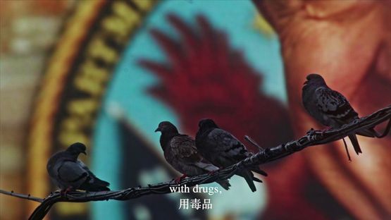 The Homing Pigeon by Cheng Ran contemporary artwork Moving Image