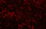 Red Field by Michal Rovner contemporary artwork Moving Image