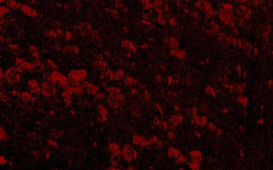 Red Field by Michal Rovner contemporary artwork Moving Image